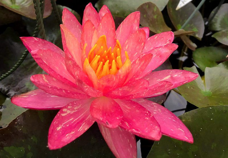 Wanvisa Hardy Waterlily