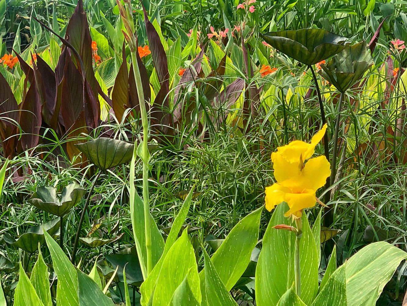 Grower's Choice Tropical Marginals