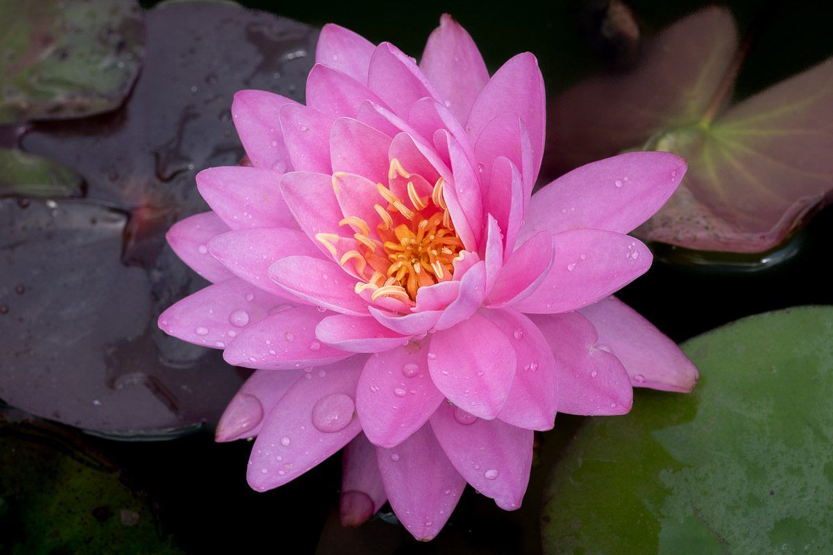 Perry's Fire Opal Hardy Waterlily