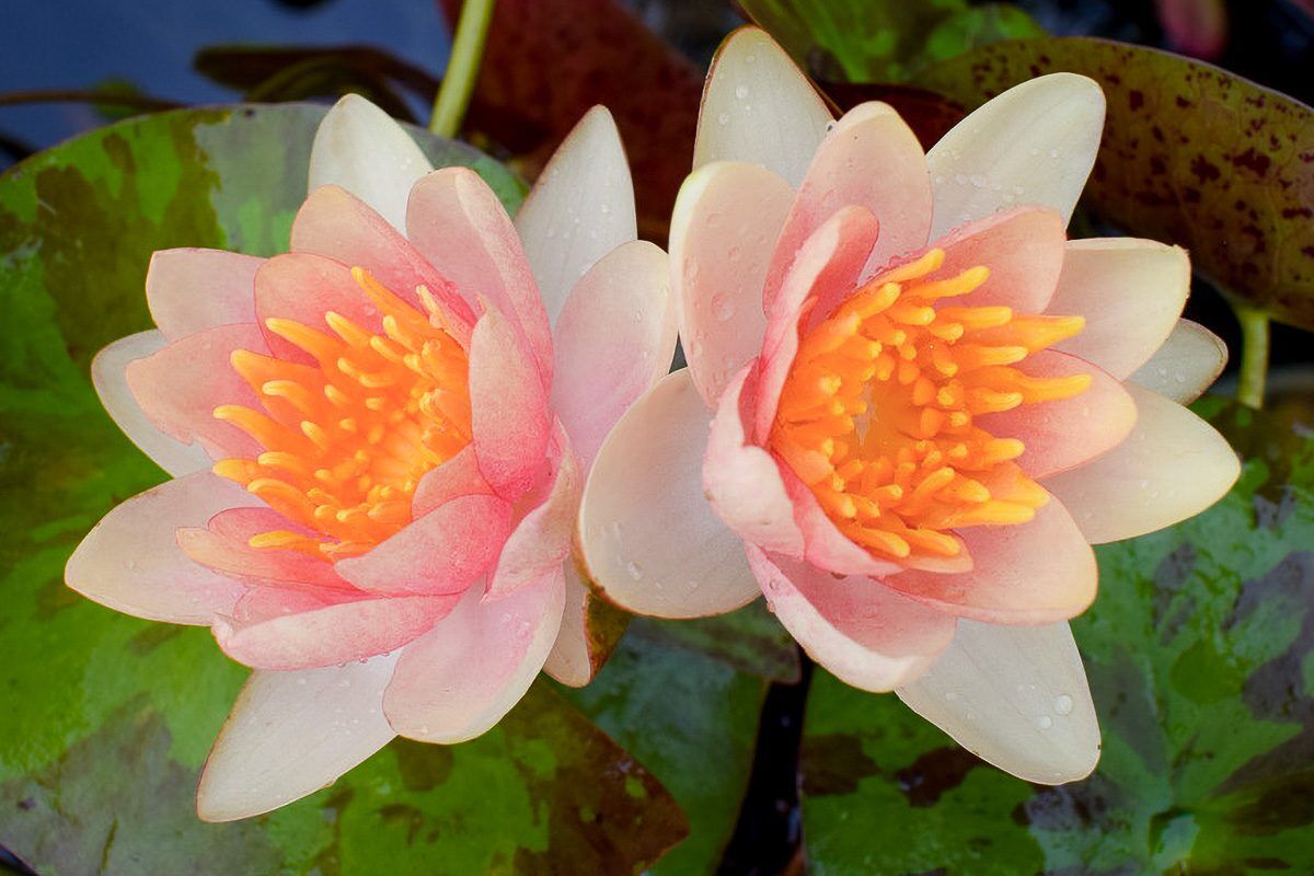 Chrysantha Dwarf Hardy Waterlily