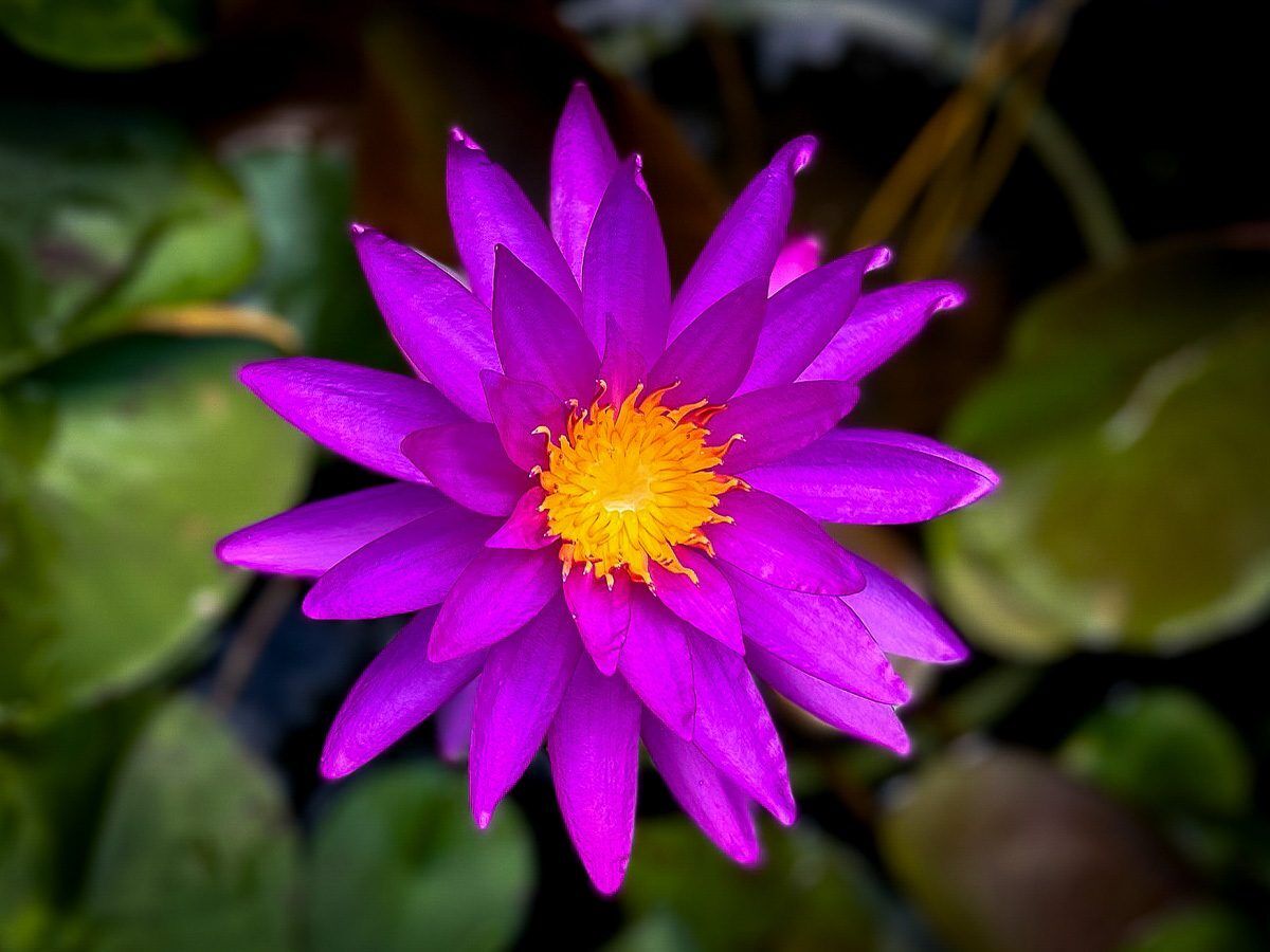 Detective Erika Hardy Waterlily (Purple Hybrid)
