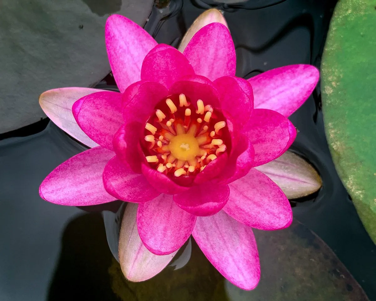 Perry's Baby Red Dwarf Hardy Waterlily