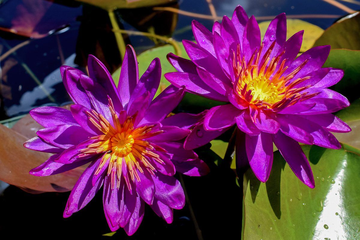 Purple Fantasy Hardy Waterlily (Hybrid)