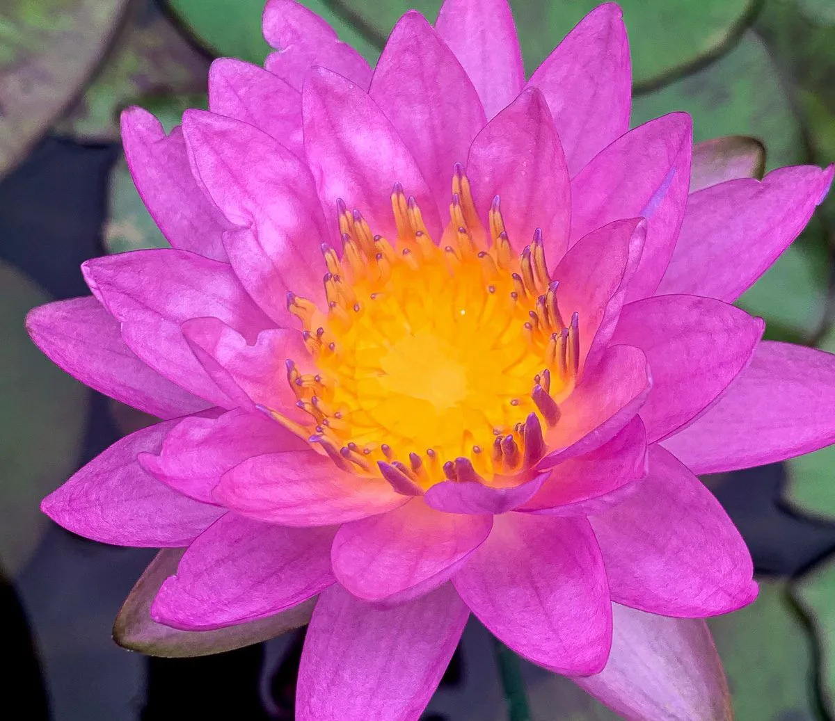 Siam Purple 2 Hardy Waterlily (Hybrid)