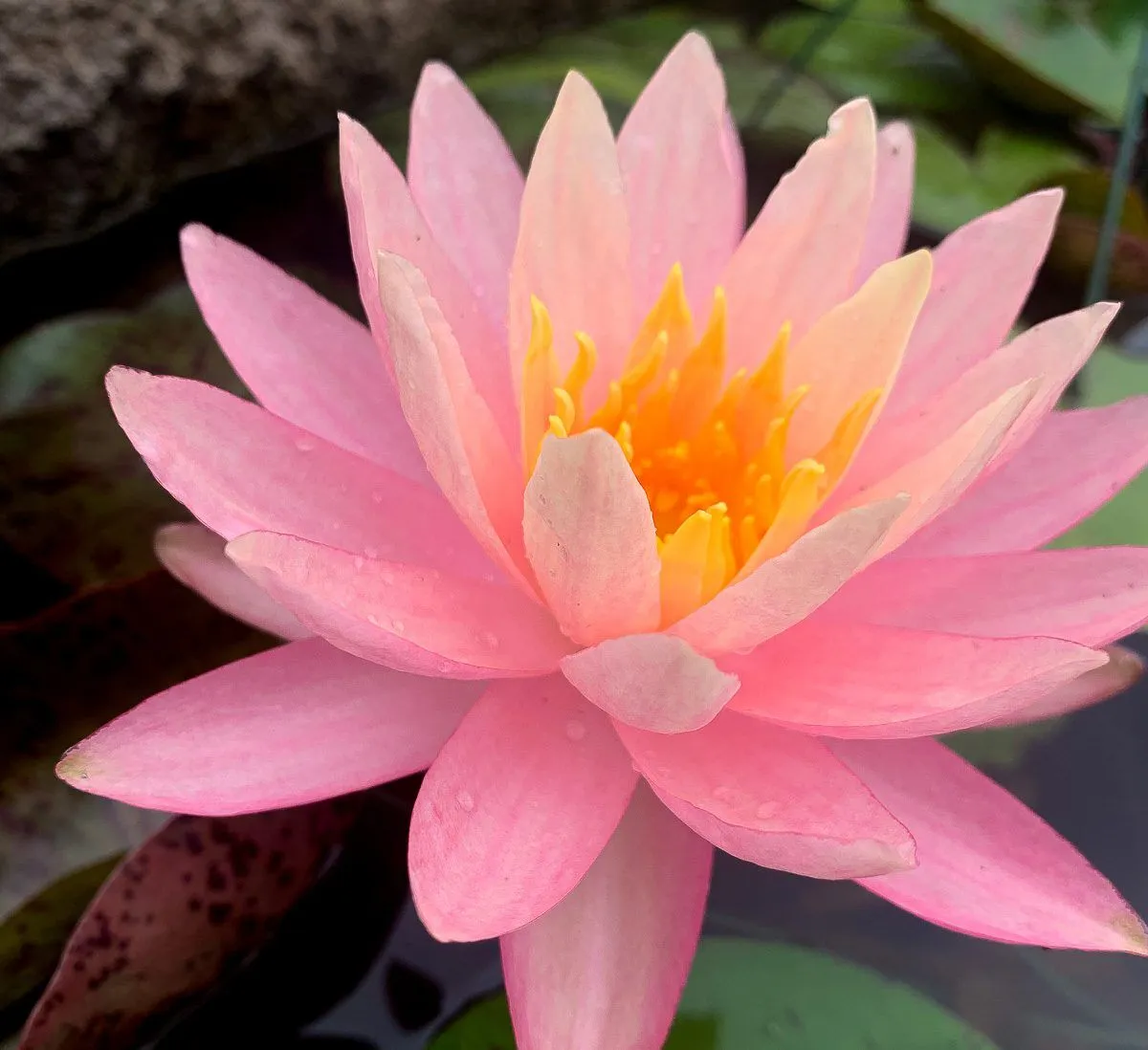 Sunfire Hardy Waterlily (Hybrid)