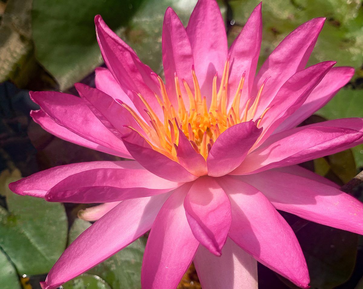 Tropic Star Hardy Waterlily (Hybrid)