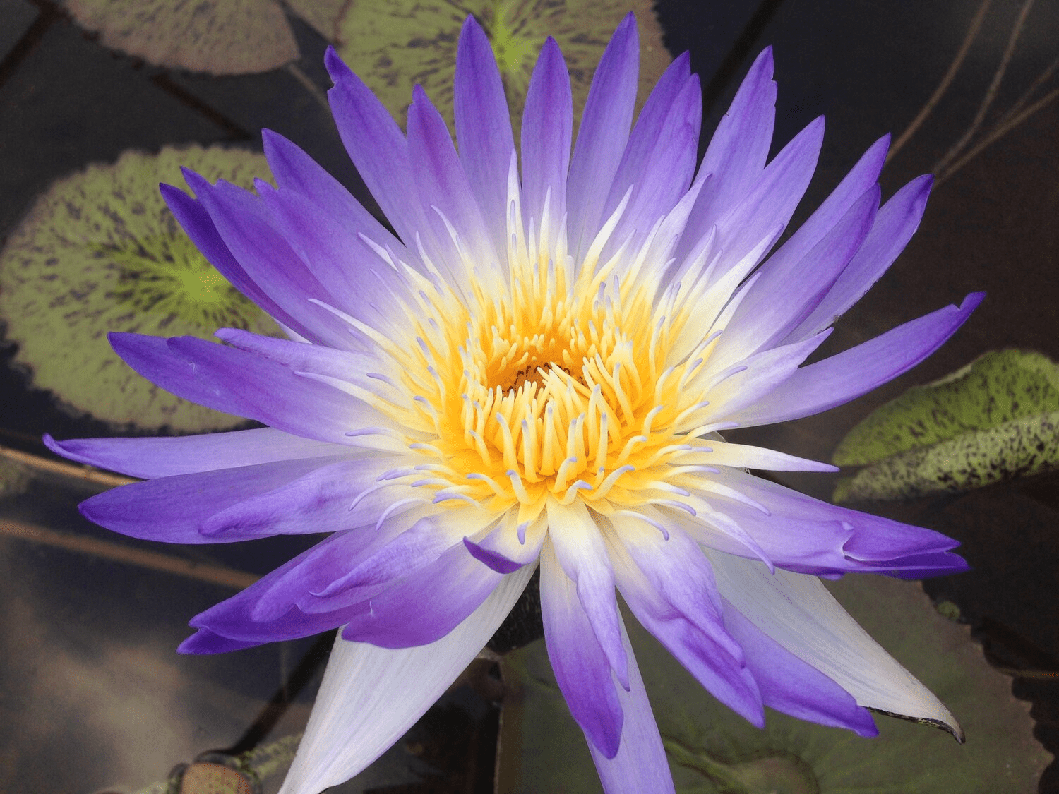 *Day-Blooming Tropical Waterlilies - Grower's Choice - Image 4