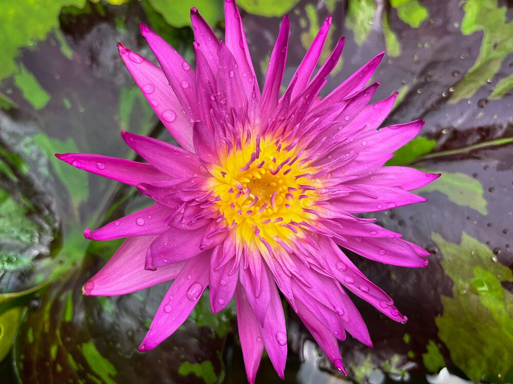 Evelyn Randig Tropical Waterlily