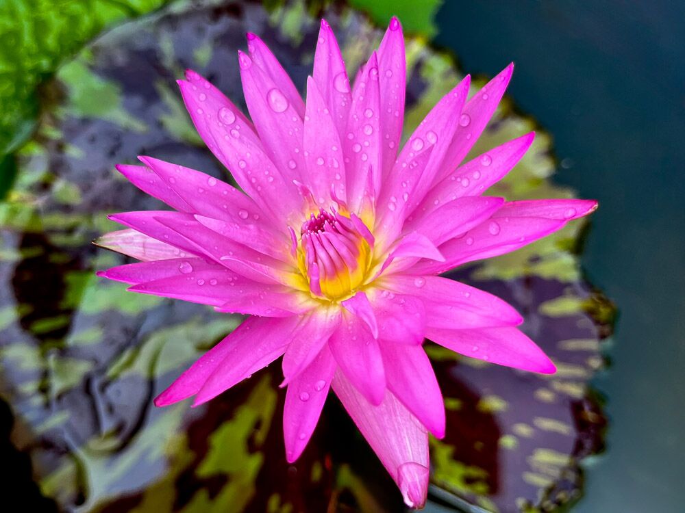 Miami Rose Tropical Waterlily