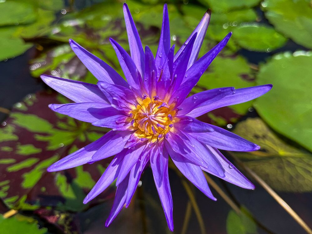 Midnight Serenade Tropical Waterlily