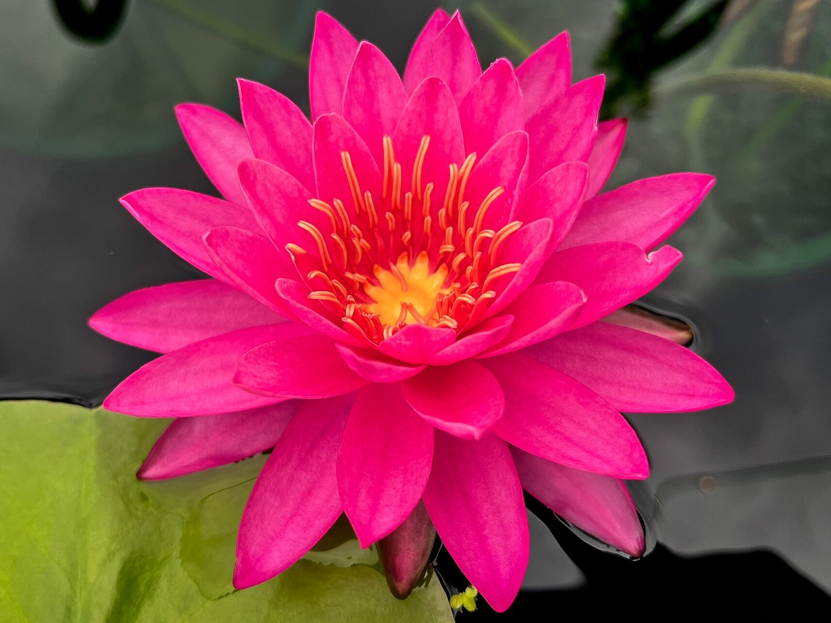 Miss Siam Hardy Waterlily