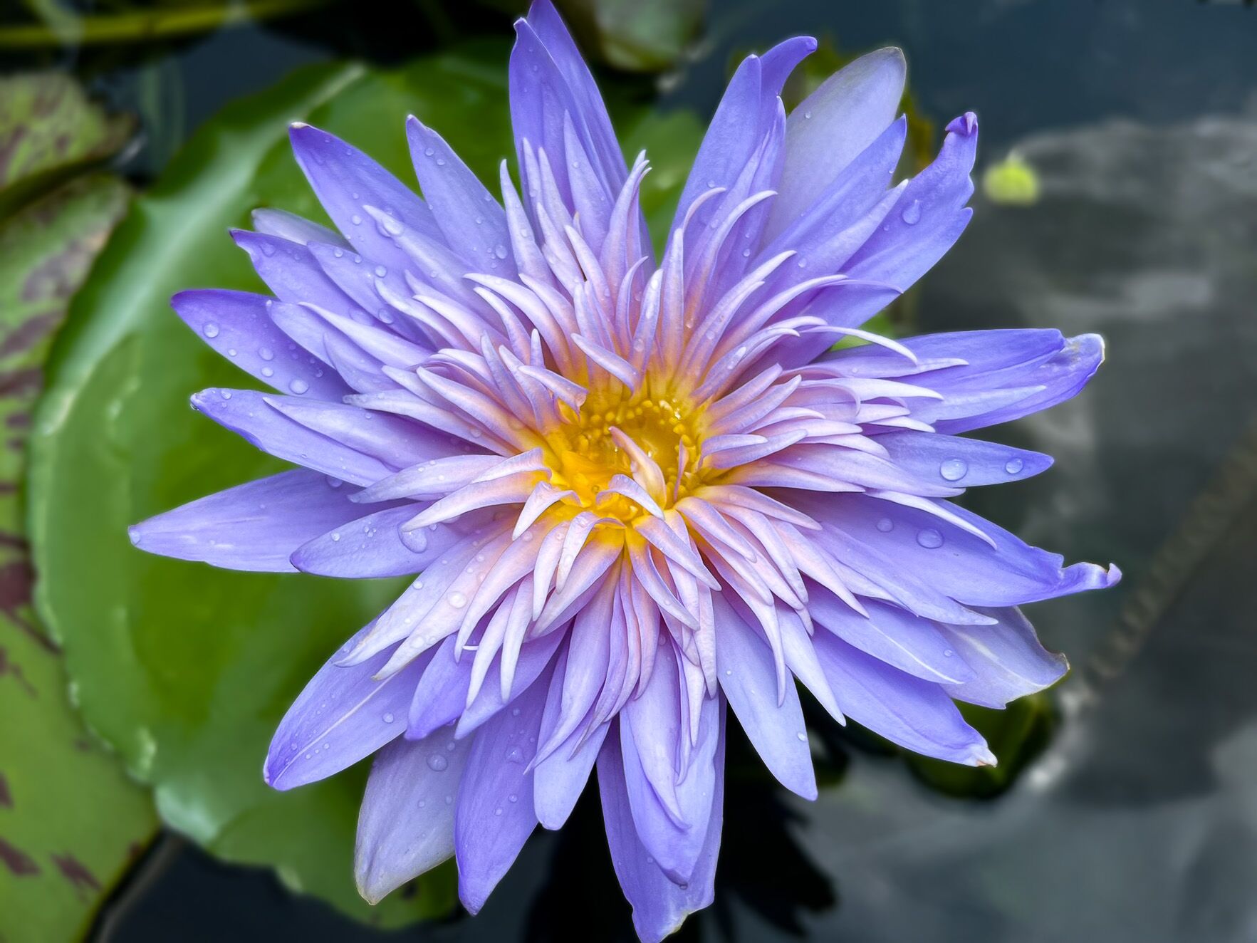 Alexis Tropical Waterlily