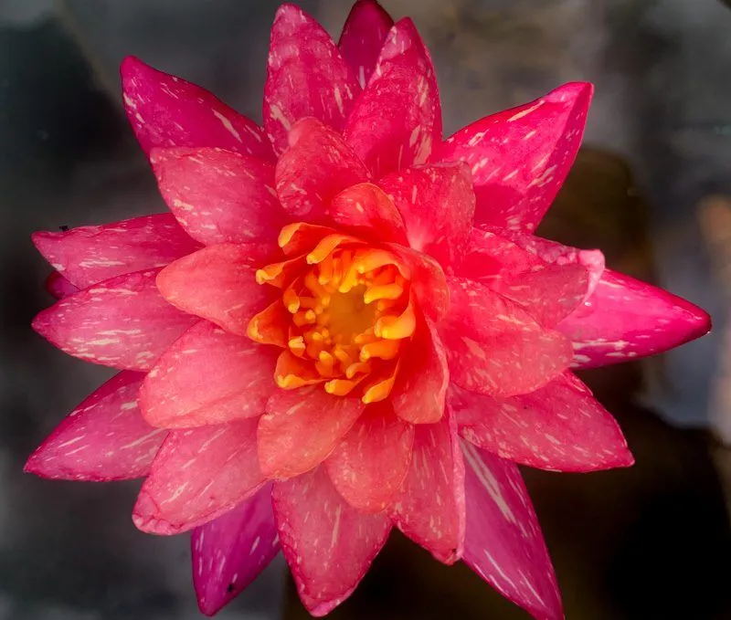 Wanvisa Hardy Waterlily - Image 4