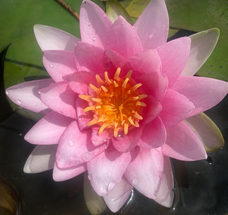 Darwin Hardy Waterlily - Image 2