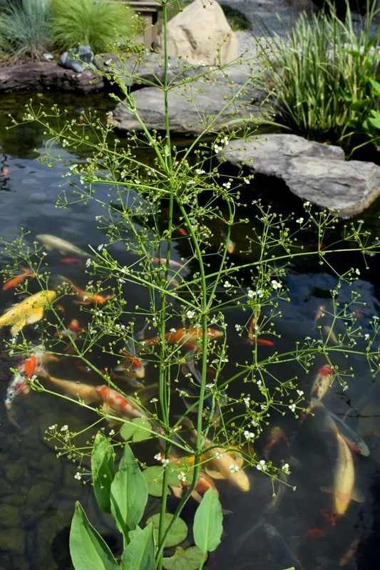 American Water Plantain - Image 2