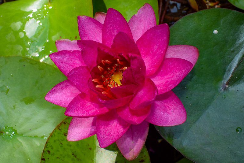 James Brydon Hardy Waterlily