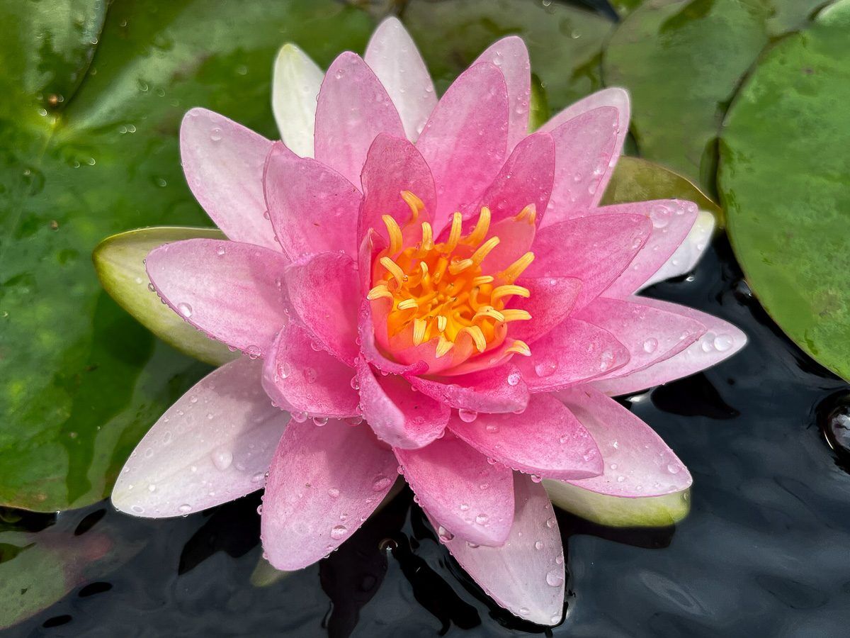 Darwin Hardy Waterlily