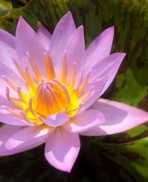 *Day-Blooming Tropical Waterlilies - Grower's Choice