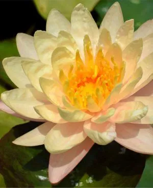 *Grower's Choice Hardy Waterlilies - Peach