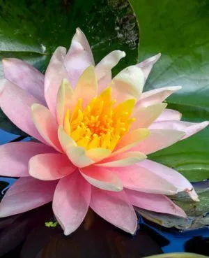 *Grower's Choice Hardy Waterlilies - Pink