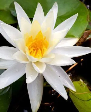*Grower's Choice Hardy Waterlilies - White