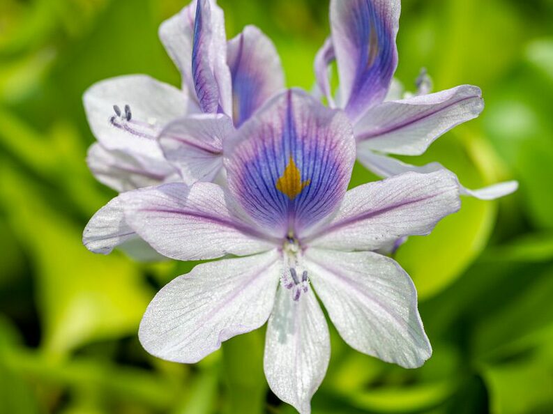 Water Hyacinths (Auto-Ship Available)