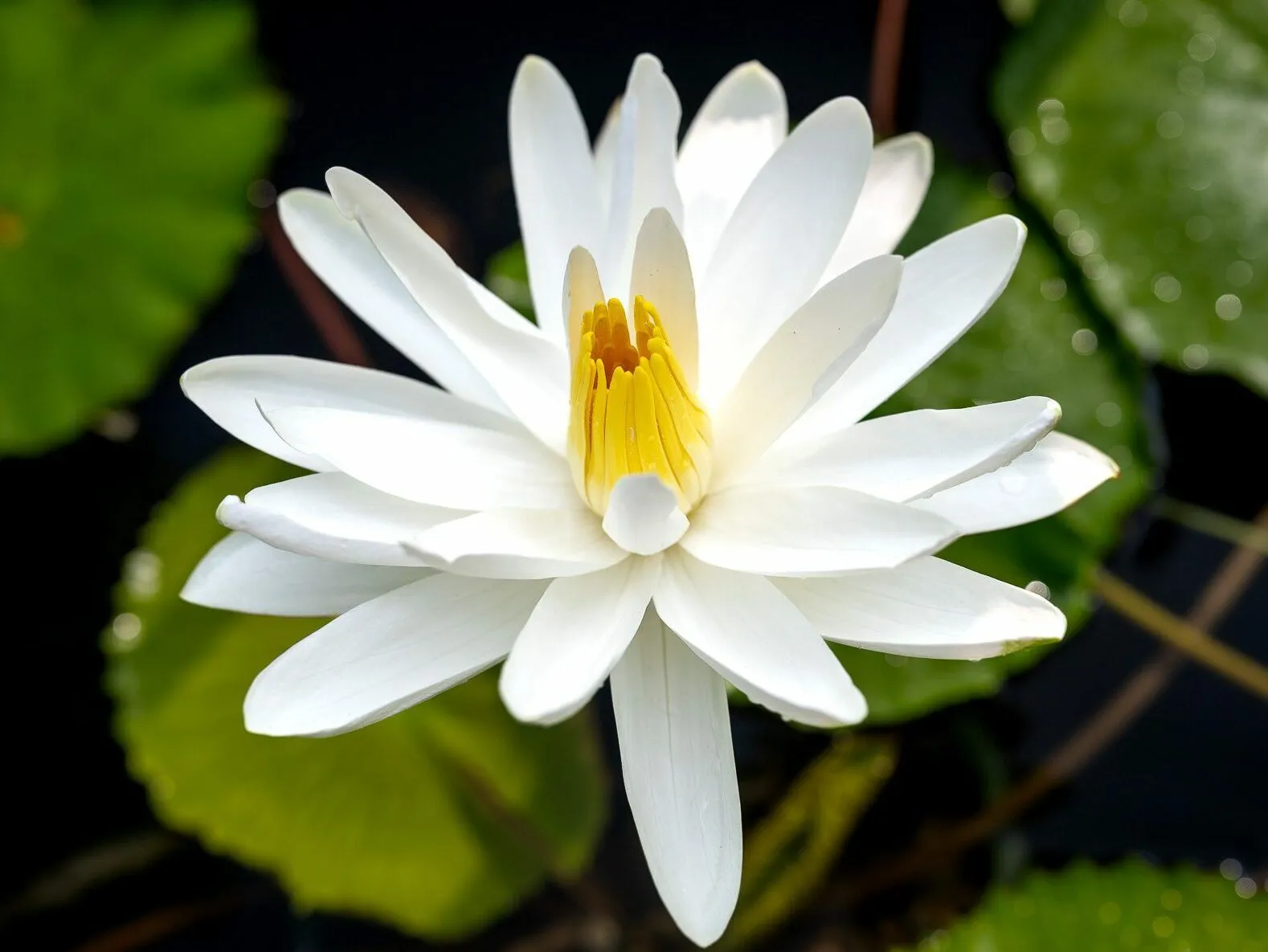 Trudy Slocum Waterlily