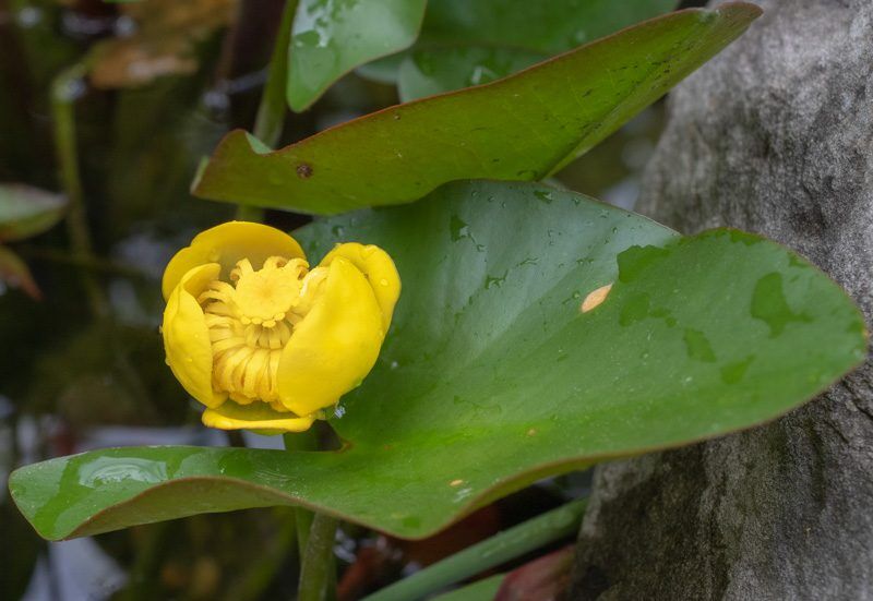 Spatterdock
