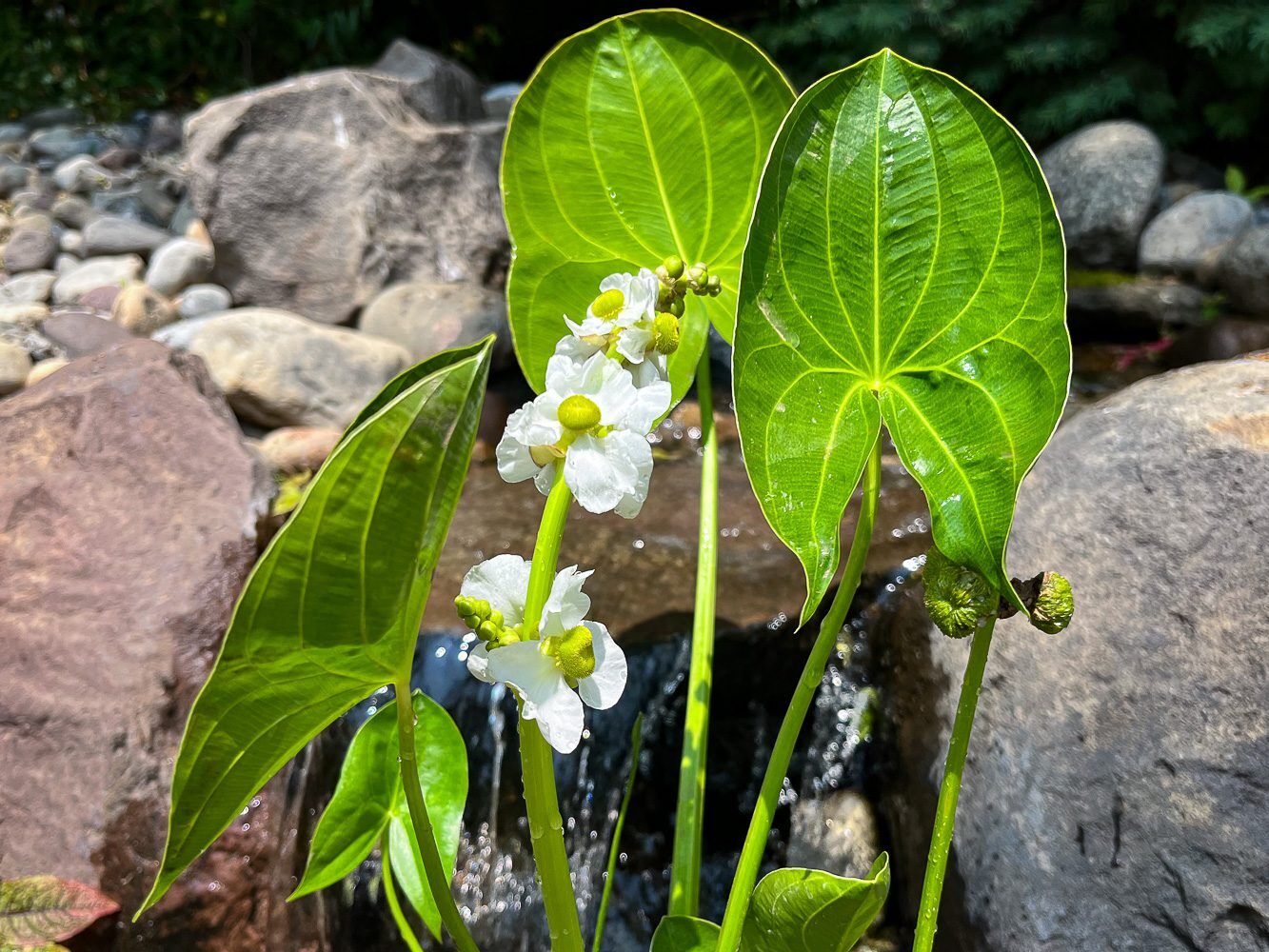 Arrowhead Sagittaria