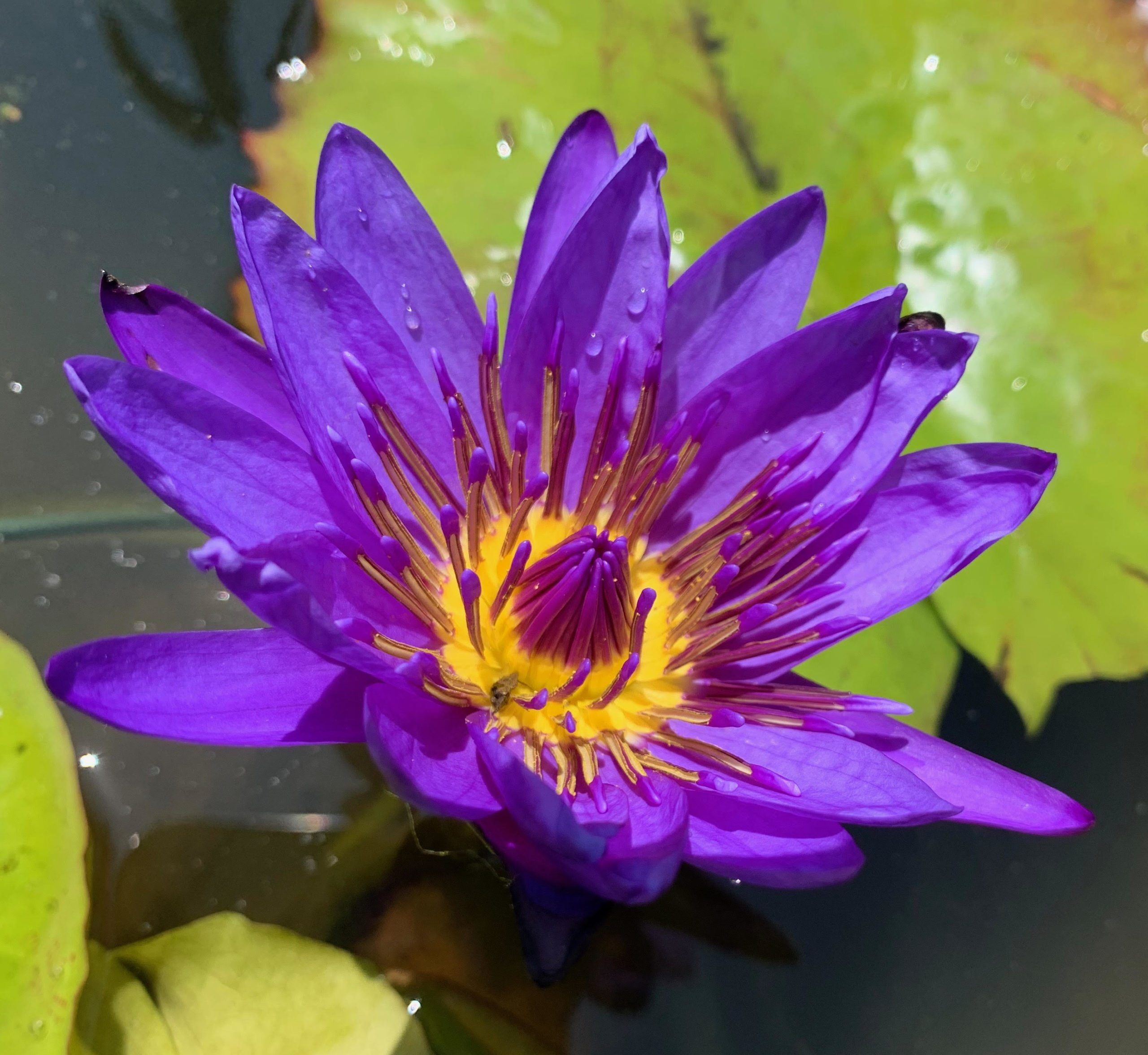 Director George T. Moore Tropical Waterlily