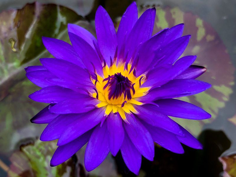 Tanzanite Tropical Waterlily