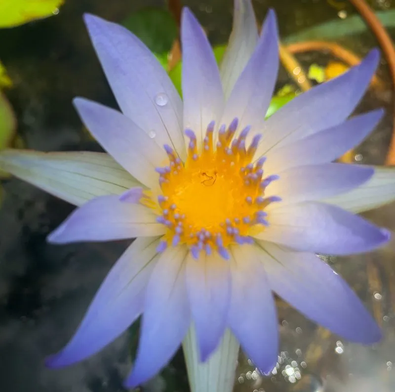 Dauben Tropical Waterlily