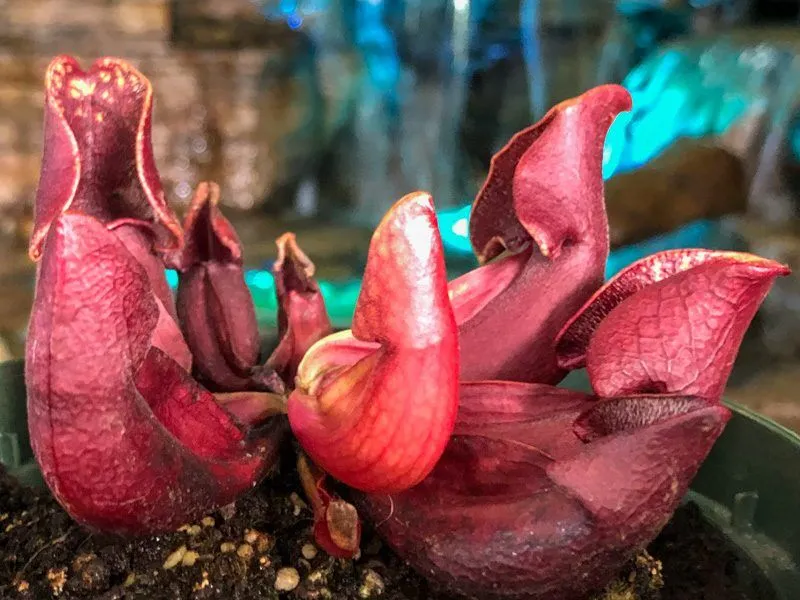 Purple Pitcher Plant