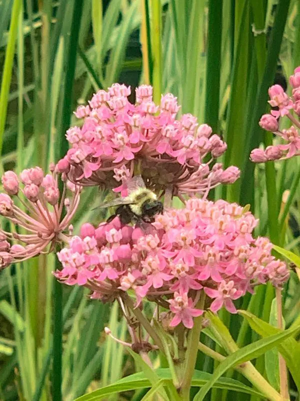 Swamp Milkweed - Image 3