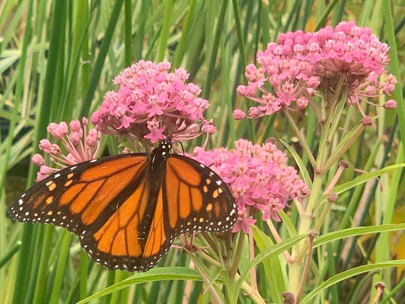 Swamp Milkweed