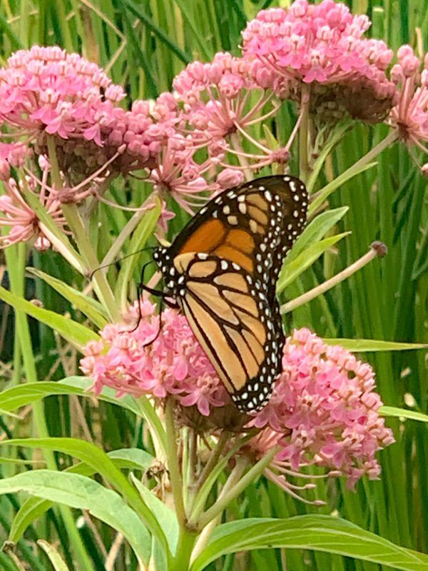 Swamp Milkweed - Image 2