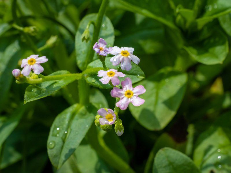 Pink Water Forget-Me-Not