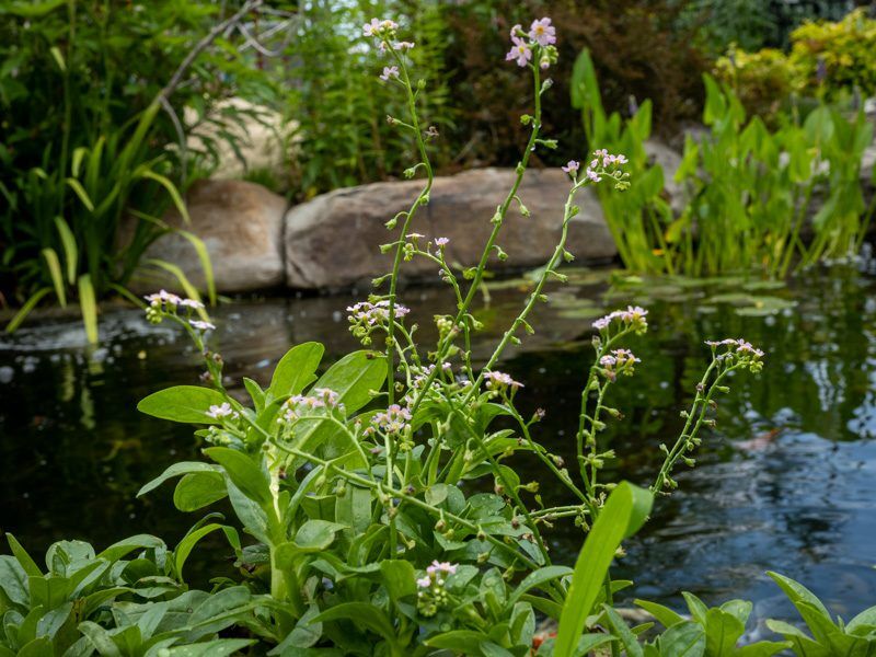 Pink Water Forget-Me-Not - Image 4