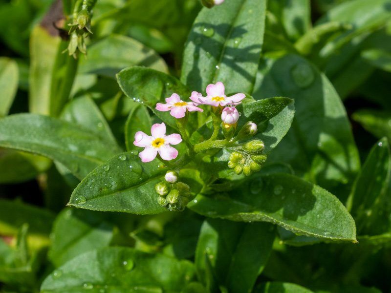 Pink Water Forget-Me-Not - Image 3