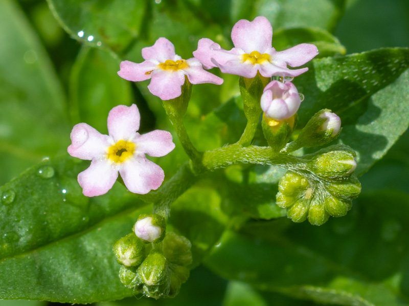 Pink Water Forget-Me-Not - Image 2