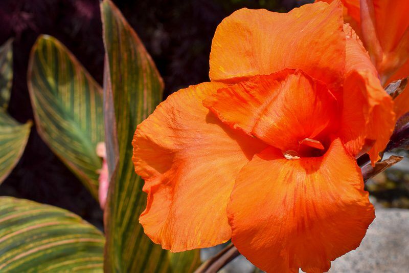 African Sunset Canna