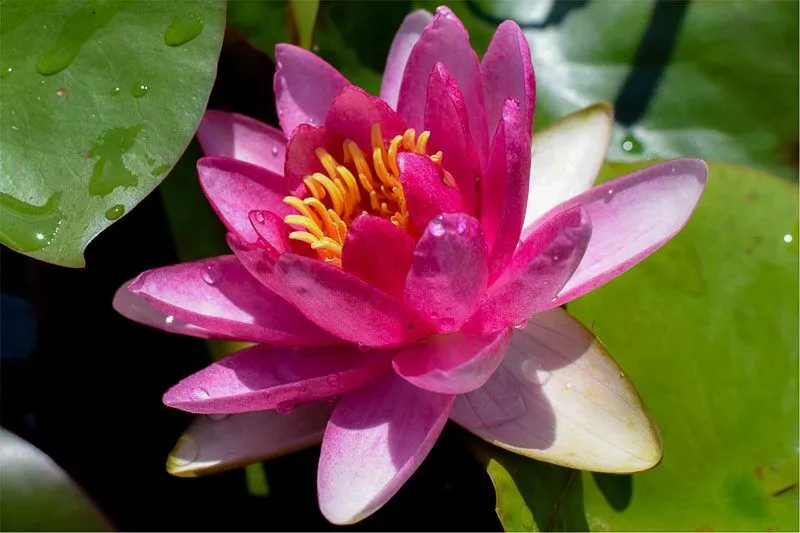 Attraction Hardy Waterlily