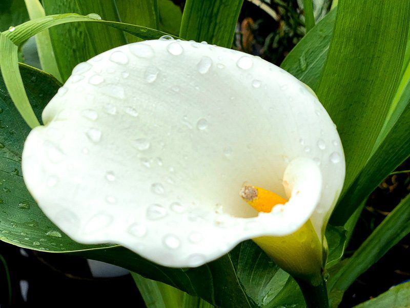 Common White Calla Lily