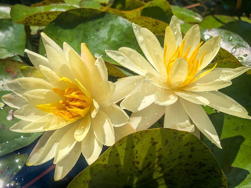 Charlene Strawn Hardy Waterlily