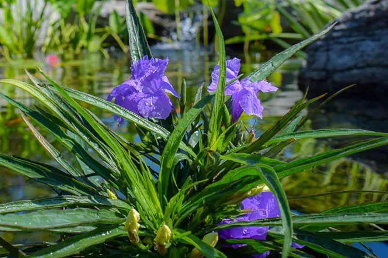 Dwarf Blue Mexican Petunia (Compact Blue Bell)
