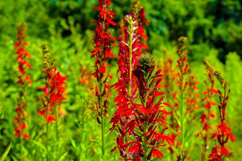 Cardinal Flower