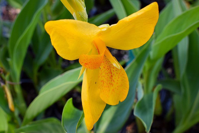 Lemon Canna