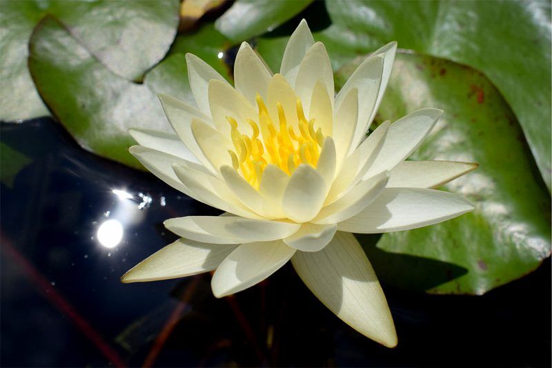 Moon Dance Hardy Waterlily