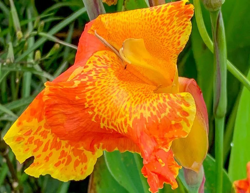 Orange King Humbert Canna