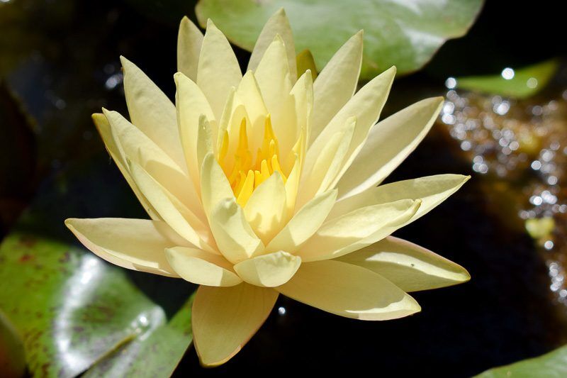 Texas Dawn Hardy Waterlily